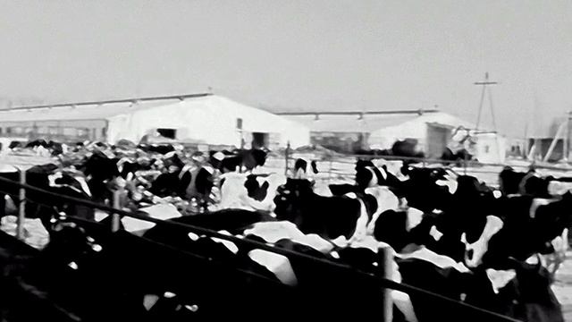 1986 год. Тюменский район. Совхоз Червишевский