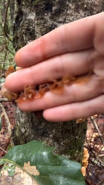 Делай так. И лес полюбит тебя.