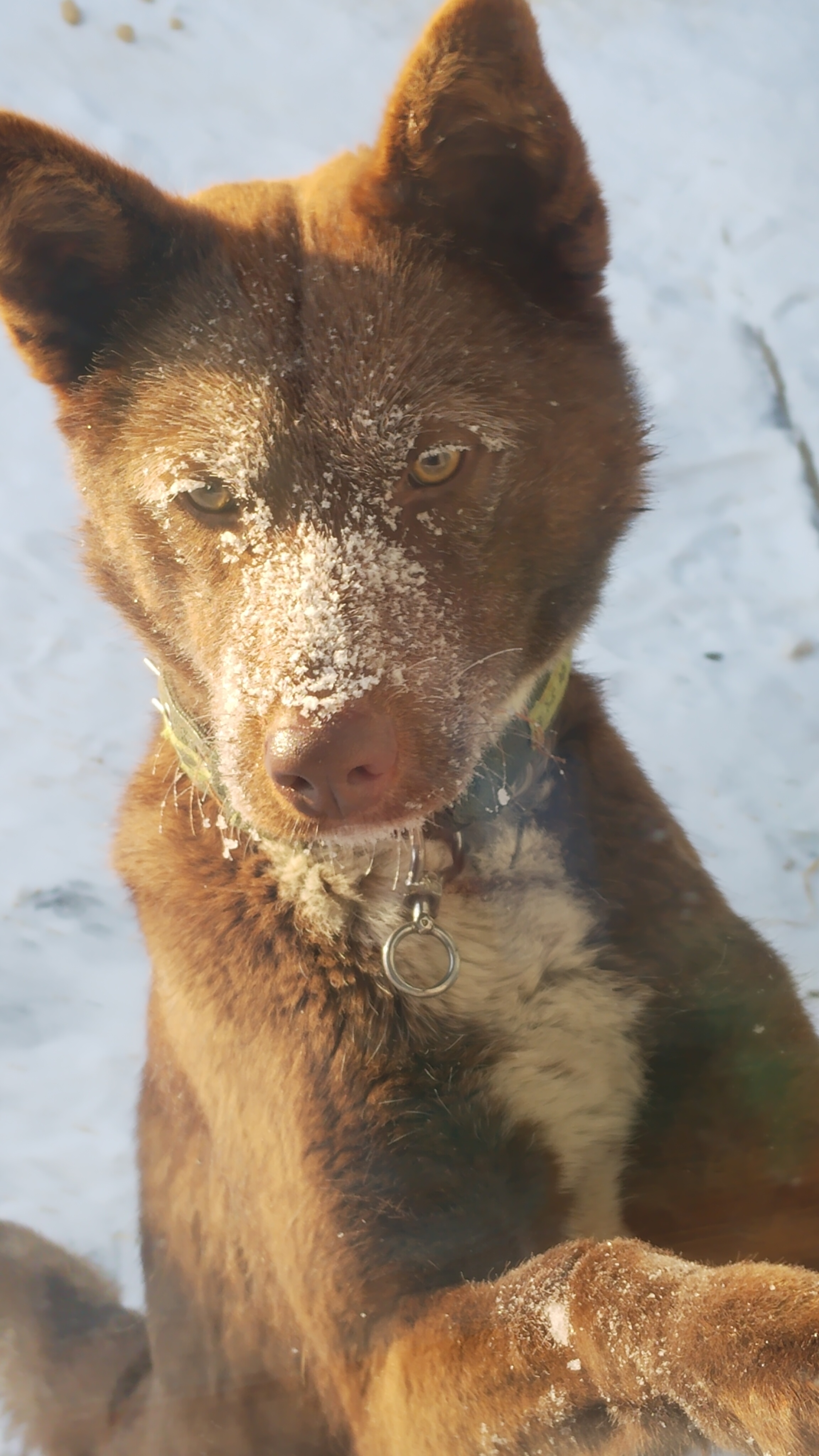 Морозный рассвет! Мишка в t-34'! Смешные животные!🤗  09-12-2025