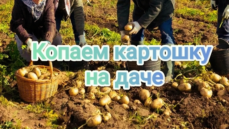 Копаем картошку. Жарим карася. 1 Сентября 2025 года