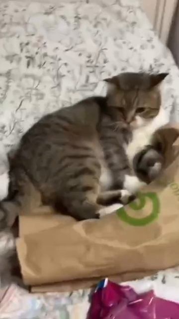 Я сказал: "Здесь главный я!  Ты сиди в засаде!"