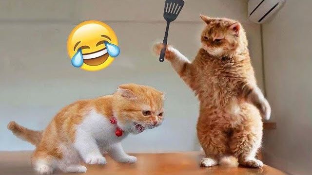 Приколы  ДО СЛЕЗ с_котами и кошками!_Смешные_коты!_Самые_смешные_животные!