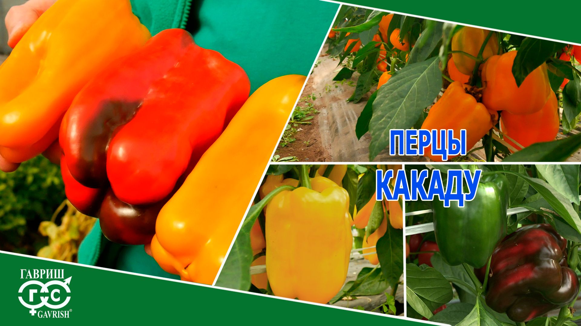 УРОЖАЙНЫЕ ПЕРЦЫ КАКАДУ – КРАСНЫЙ, ЖЕЛТЫЙ, ОРАНЖЕВЫЙ