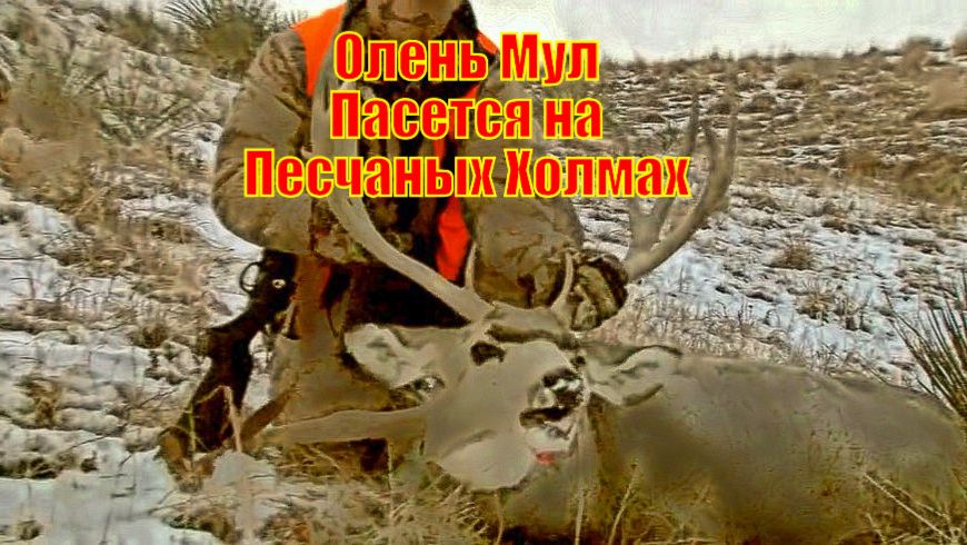 Тяжелый Олень Мул Пасется на Песчаных Холмах Небраски