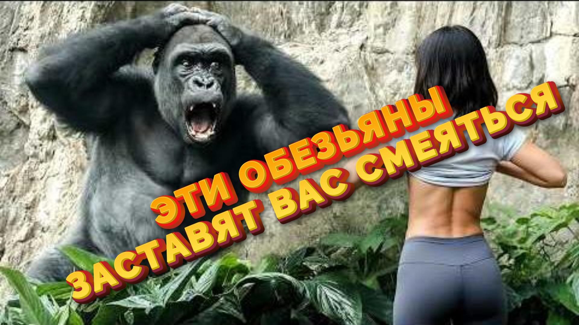 ЭТИ ОБЕЗЬЯНЫ ЗАСТАВЯТ ВАС СМЕЯТЬСЯ!