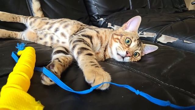 БЕНГАЛ: АДРЕНАЛИНОВЫЙ КОМОК ШЕРСТИ😺