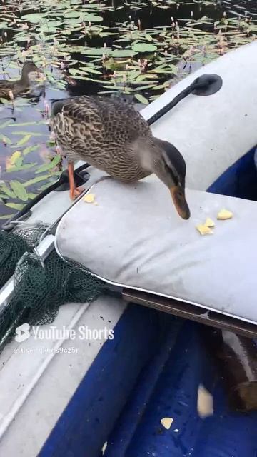 Ленобласть. Хвойное. 21.07.2024. Часть 93. Утята_ Завтрак, а тут сплошные неудобства