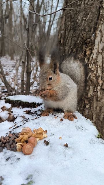 Белка на пеньке. Первые морозы наступили