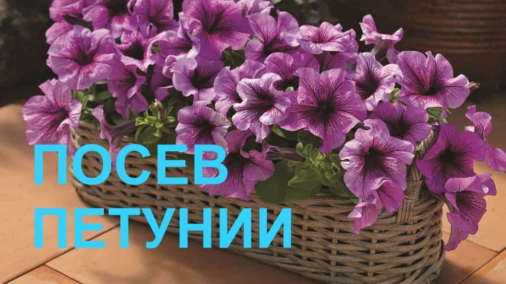 Как сеять петунию? Подробное видео.