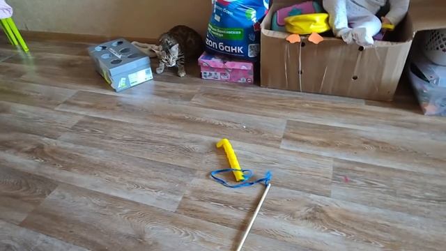 БЕНГАЛ: ЛЮБОПЫТНЫЙ, ЭНЕРГИЧНЫЙ, БОДРЯЩИЙ😺