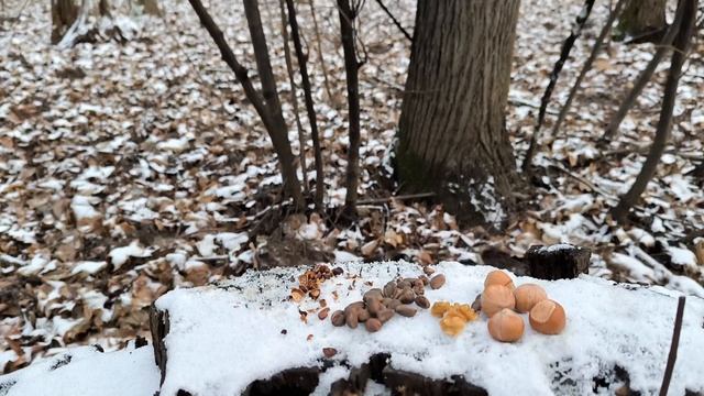 Белка прячет орехи у пенька