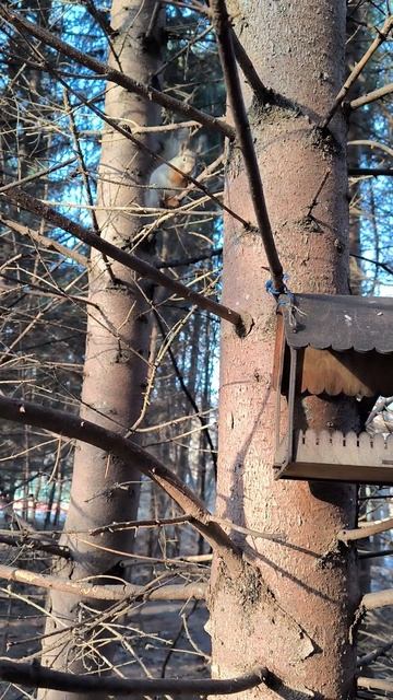 Белка таскает орешки из кормушки