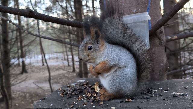 Белка умывается. За спиной белки синичка пьет воду из поилки