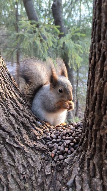 Белка в развилке дерева