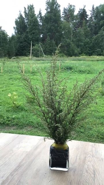 Ленобласть. Хвойное. 21.07.2024. Цветы на даче. Видеопейзаж с букетом цветущей полыни