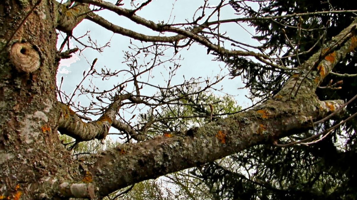 Весенний дубок