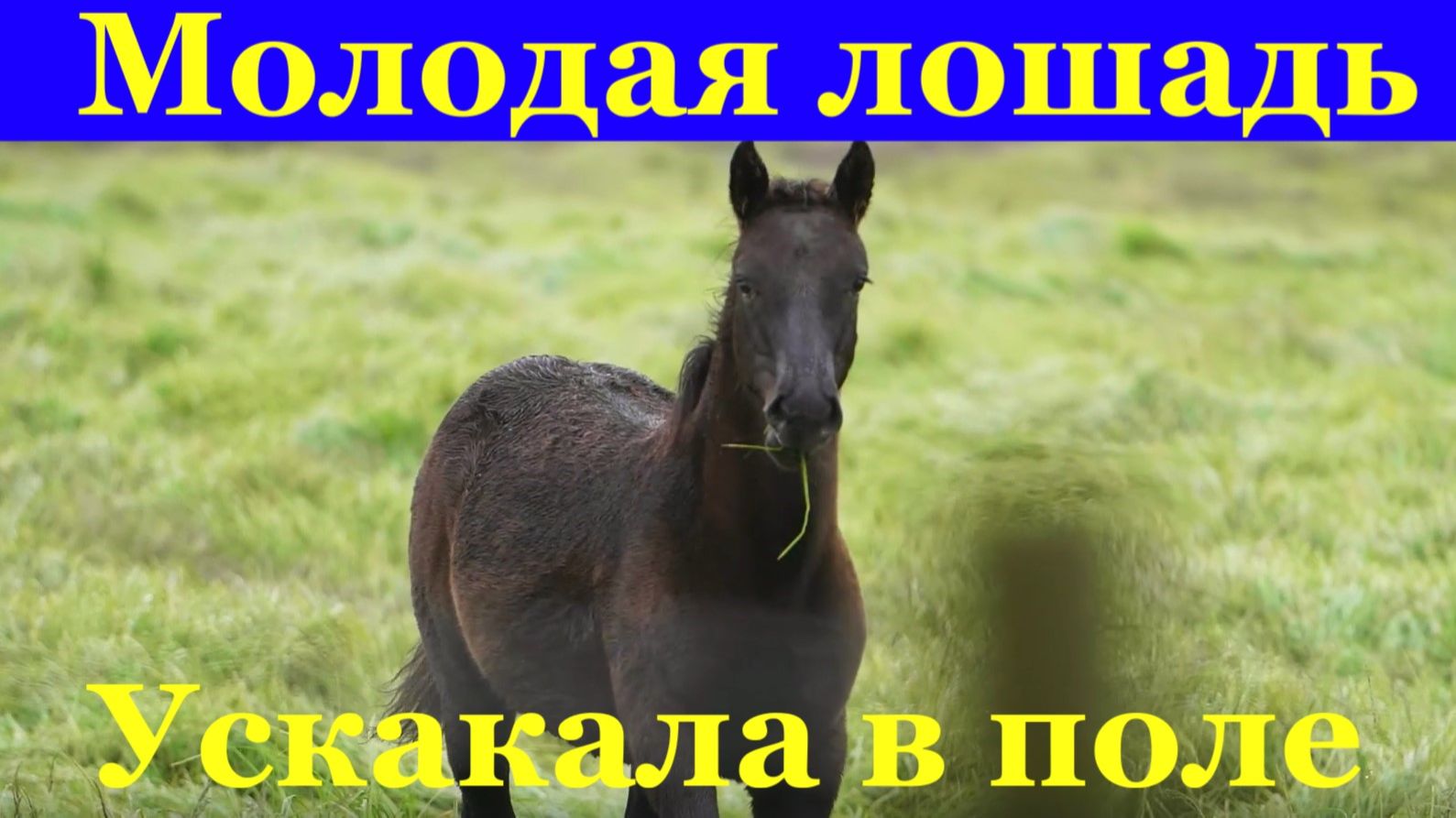 Песня Молодая лошадь лошадка Детская песня Ускакала в поле
