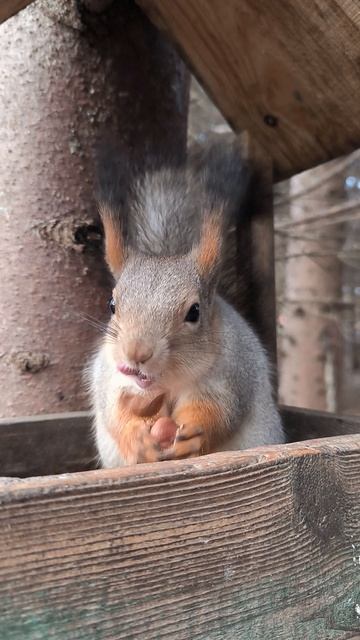 Белка быстро разгрызла фундук