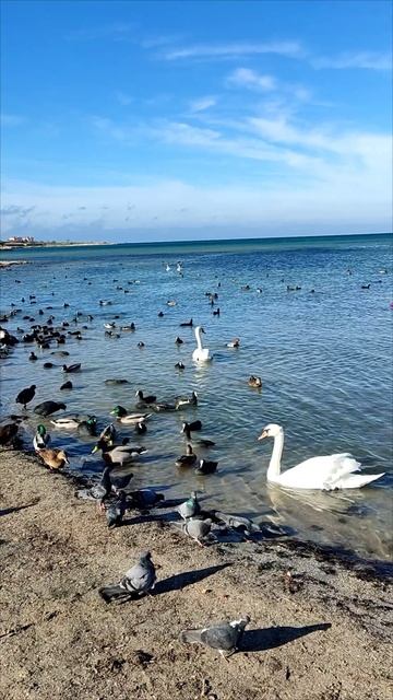 Пляж Омега 31 октября 2025 года