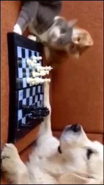 Лошадью ходи!