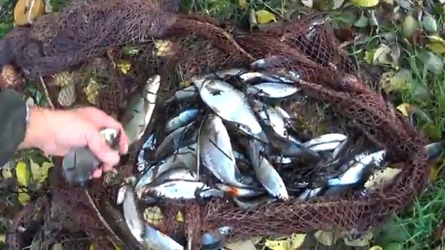 Юра Вижу Сёмгу Тяните быстрее.Рыбалка Неводом