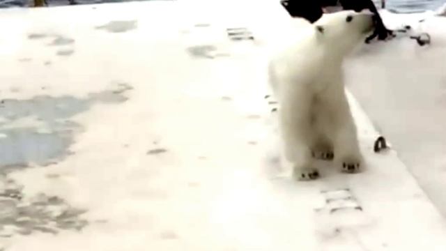 Белый медведь залез на судно в Баренцевом море