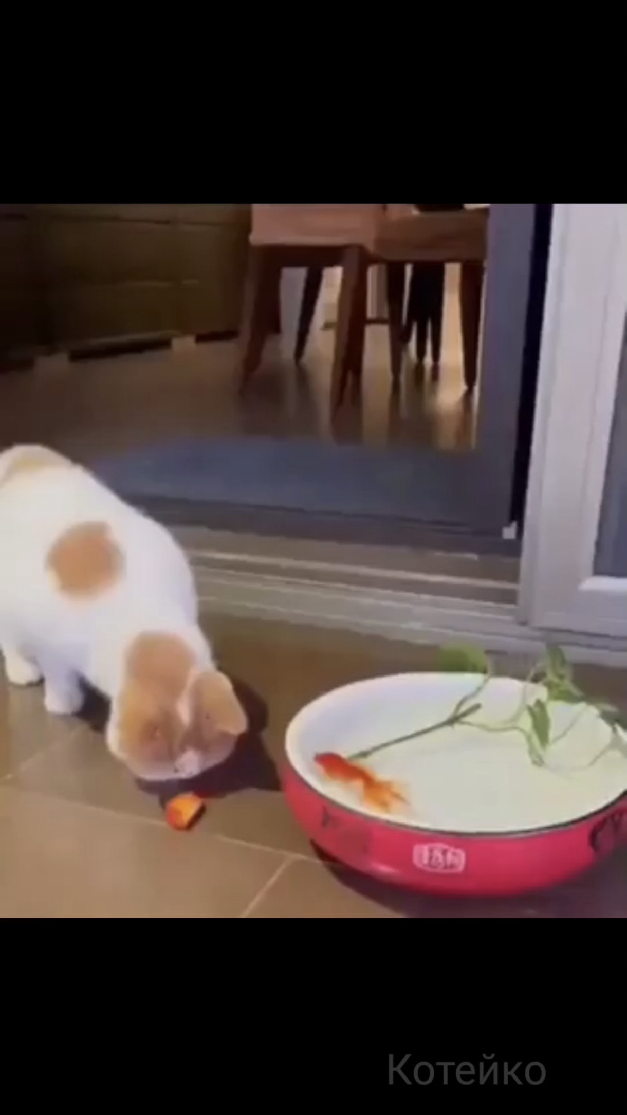 Рыбу не трожь!..