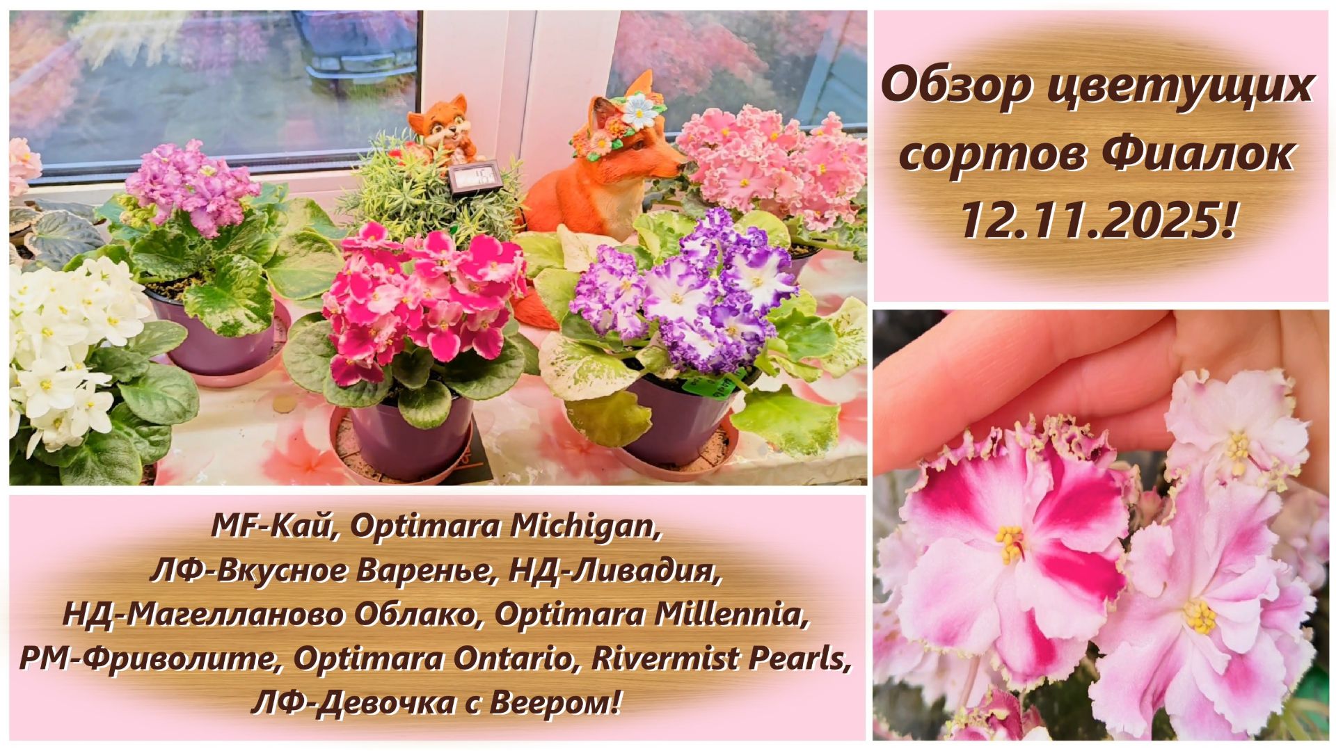 Обзор цветущих сортов Фиалок 12.11.2025!