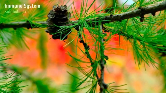 ИММУНИТЕТ*Иммунная Система*Усиление Иммунитета*Скрытые Аффирмации*Саблиминал.