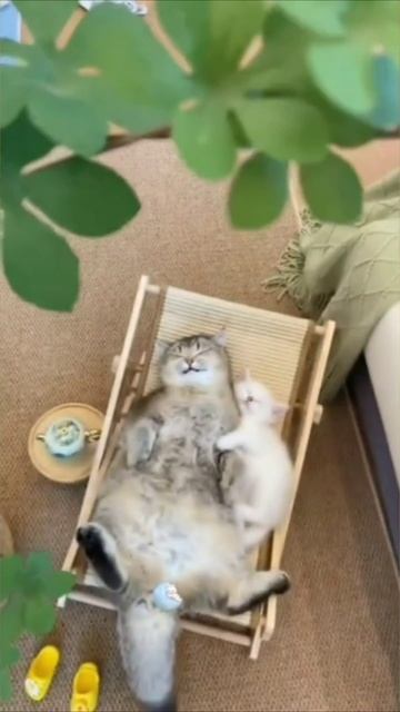 Смешные коты #96-10