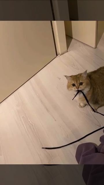 Ну поиграй со мной и шнурочком, человек!!!