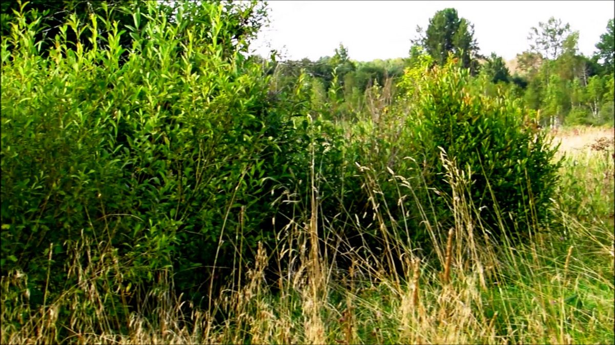 Травы-травы