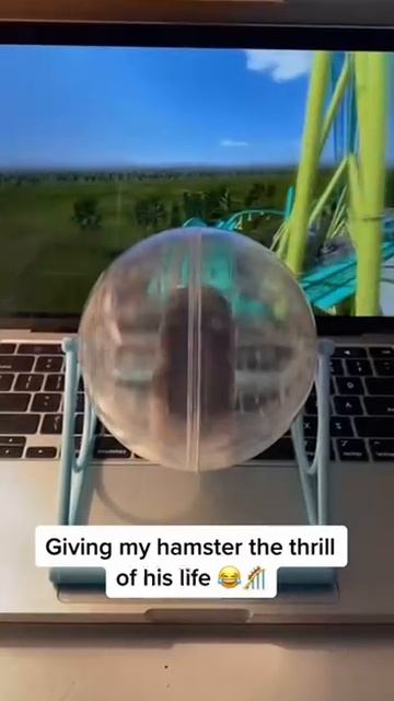 🐹 Краткая инструкция, как развлечь своего хомяка.