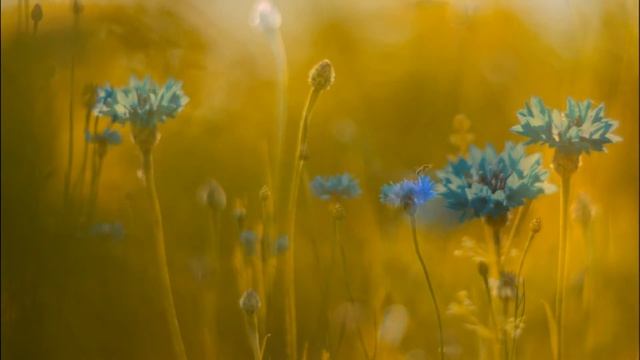 Paul de Senneville - Wildflowers (Piano)