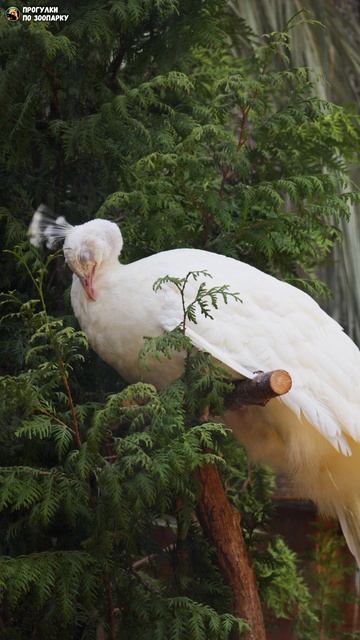 Белый павлин на фоне веток туи. Ленинградский зоопарк
