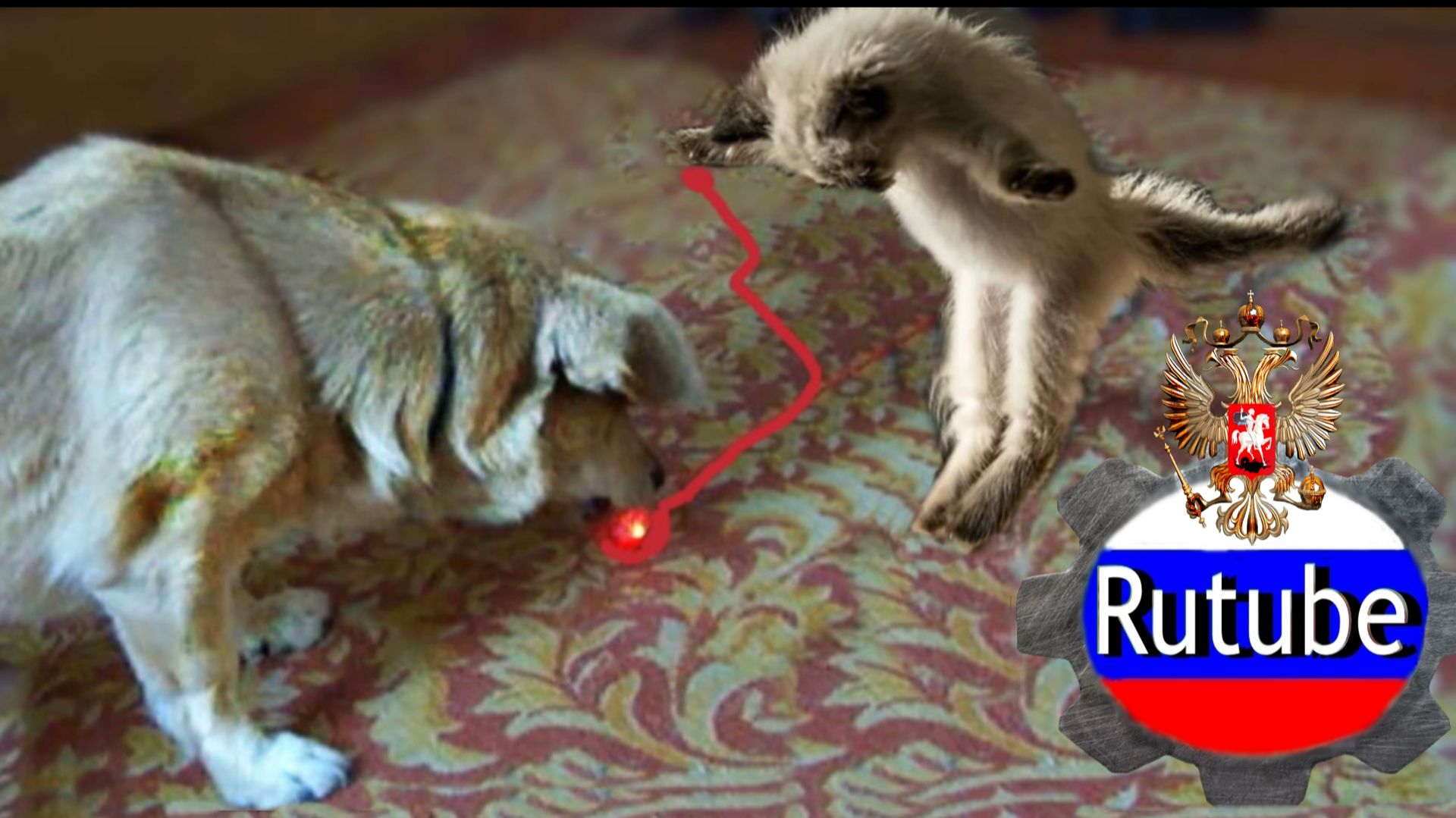 Собака ,кошка  развлекаются .