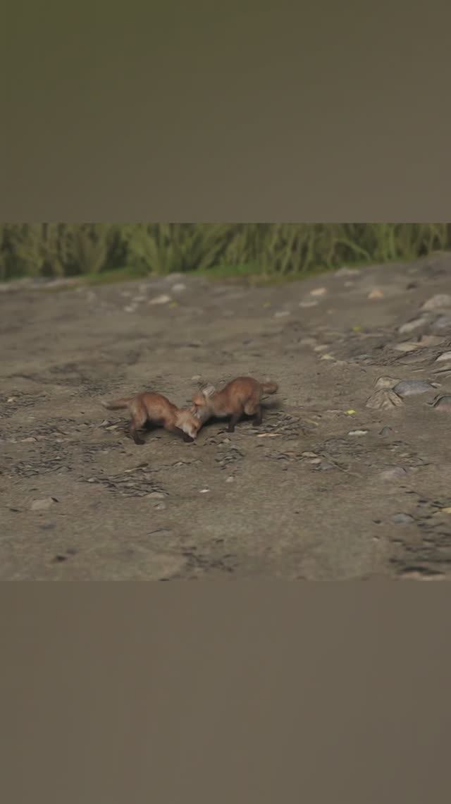 Лисята - Assassin Creed Shadows