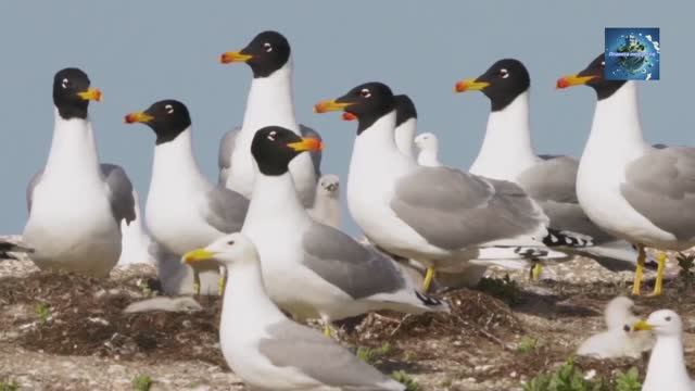 Какие животные обитают на водоёмах