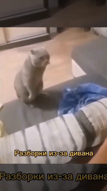 Выясняют, чей диван 😂