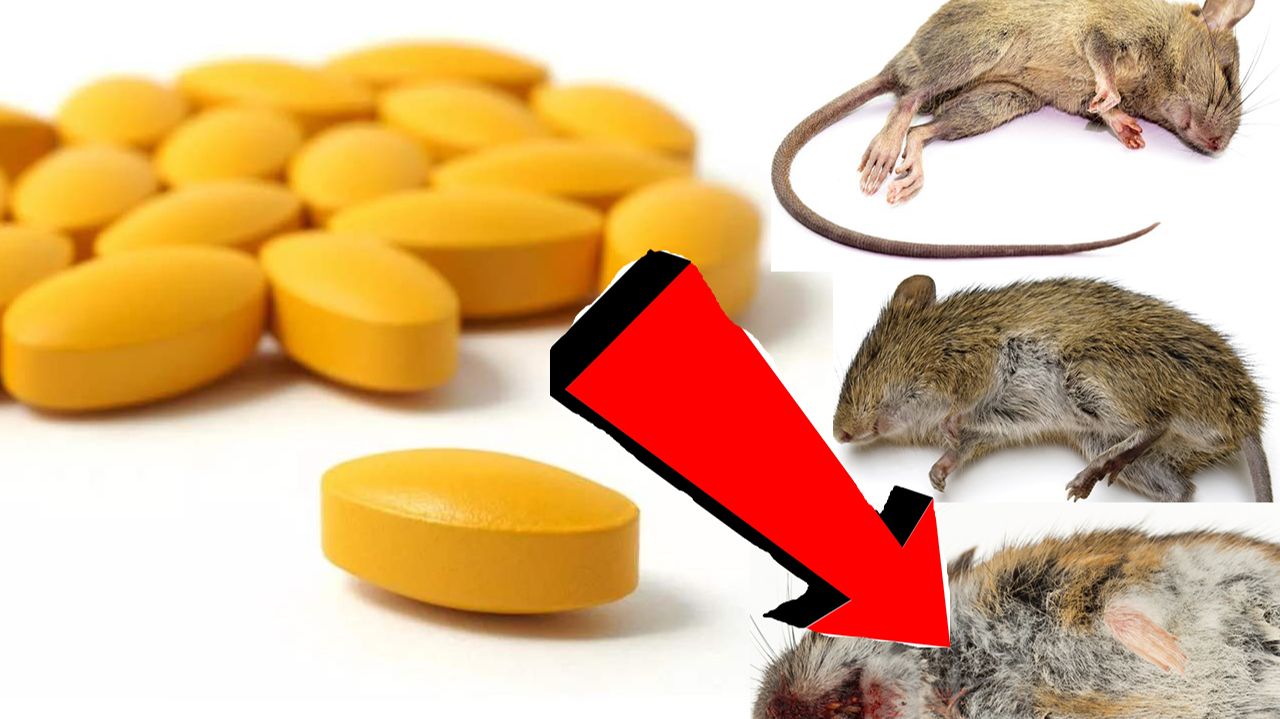 Как избавиться от мышей навсегда За 1 минуту.!!!!!!!.