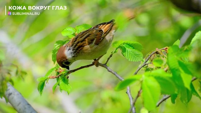 Омоложение Кожи Вокруг Глаз*Избавление от Отёков, Мешков, Пятен, Мимических Морщин*Саблиминал.