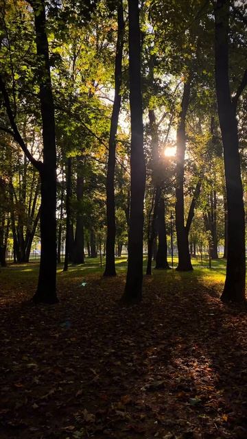 Безмятежность осеннего леса.