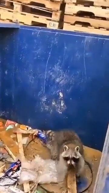 Сообразительный енот использует инструменты, чтобы выбраться из помойки.