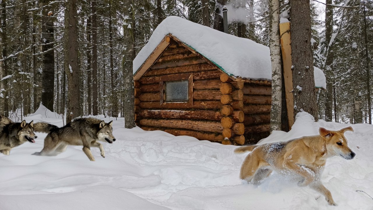 СПАС ЕГО ОТ ВОЛКОВ! ПОХОД В ТАЙГУ, ПОСЛЕ ЭТОГО ИЗБА ПРЕОБРАЗИЛАСЬ.