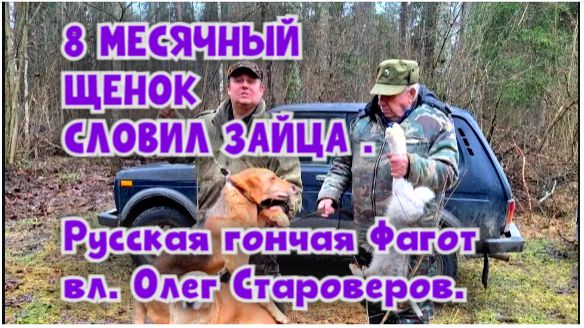 8 МЕСЯЧНЫЙ ЩЕНОК СЛОВИЛ ЗАЙЦА .Русская гончая Фагот вл. Олег Староверов#охотасгончей #топ #hunting