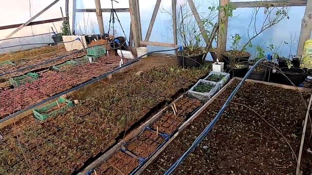 Отвечаем на вопросы о голубике