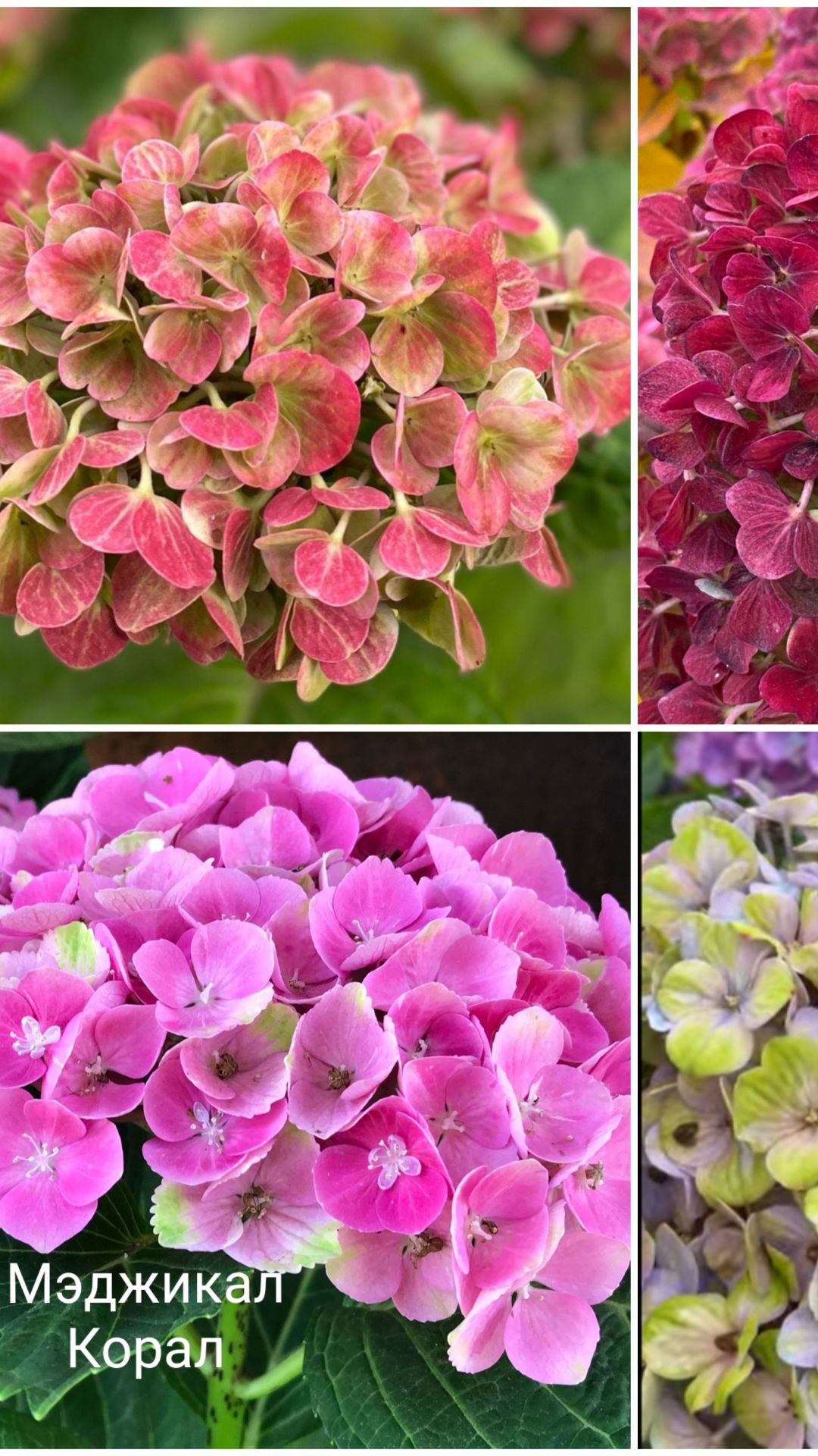 «Мэджикал Корал» (Magical Coral)  крупнолистная гортензия