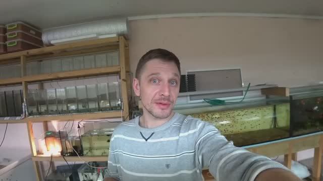 Подготовил аквариум для Неона и лёгкая уборка у Гуппи