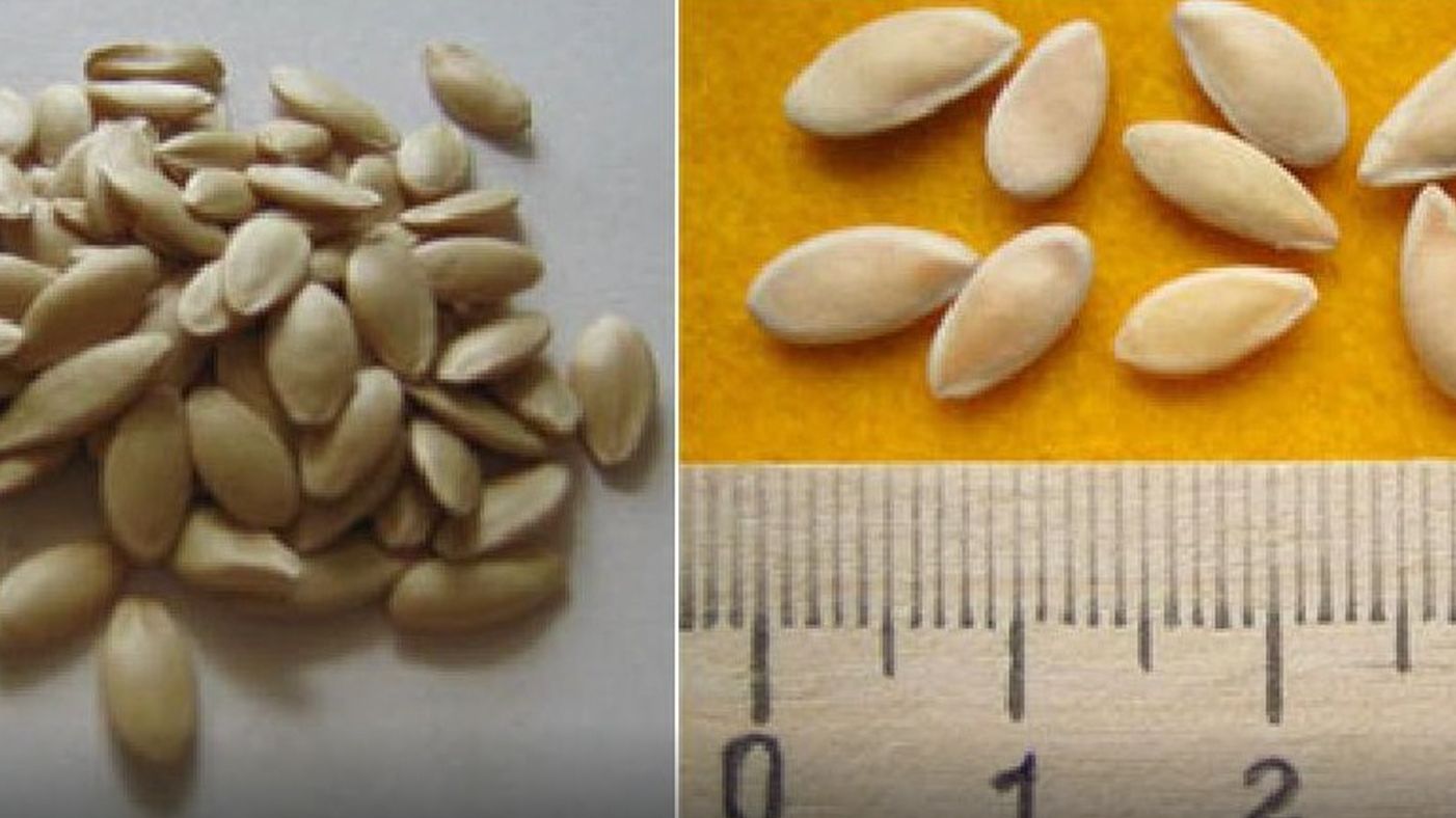 Советы по подготовке семян огурцов