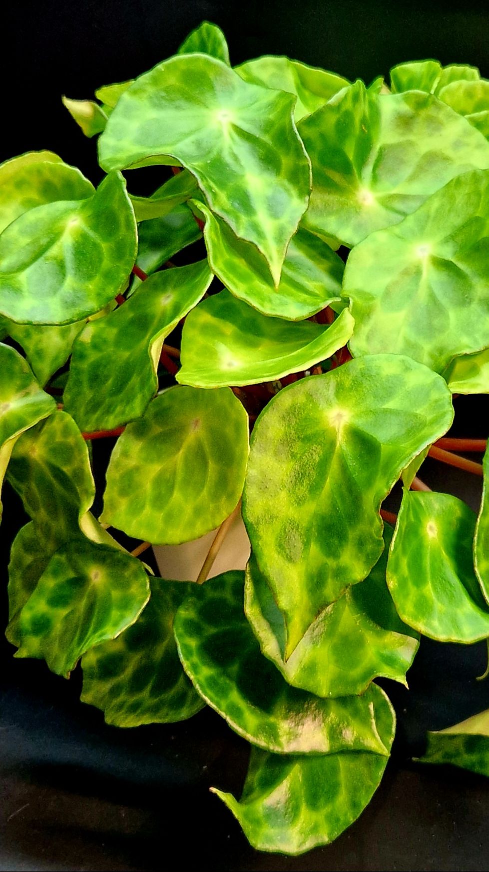 Бегония Кингиана ( Begonia Kingiana)